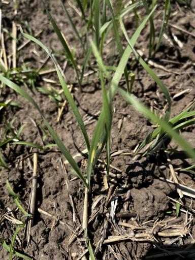 Причины появления пятен. 