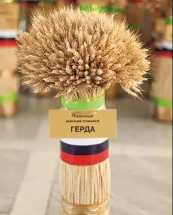 Герда сорт пшеницы мягкой озимой