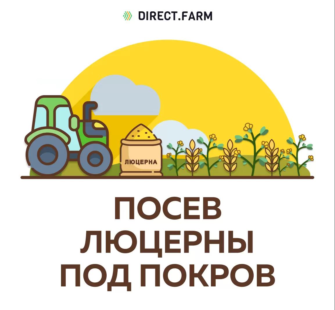 С какой культурой сеять люцерну?