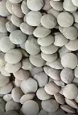 семена зеленой тарелочной чечевицы Сибирская рннс