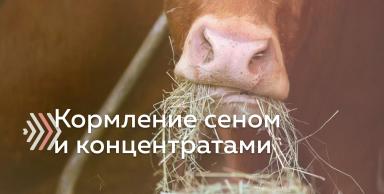 Кормление молочных коров рационом без силоса