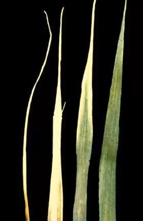 Медь в растениях и почве