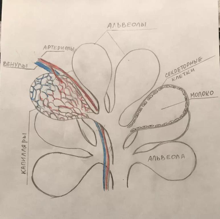 Стенка альвеолы состоит вымени