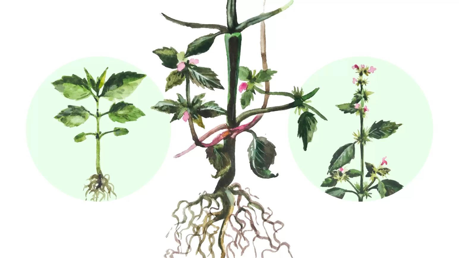 Пикульник обыкновенный