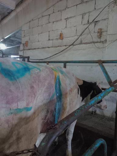 Что такое смещение сычуга у крупного рогатого скота? 🤨🤔