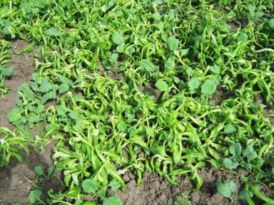 Эксперимент. Выращивание ярового рапса в зерновом севообороте.