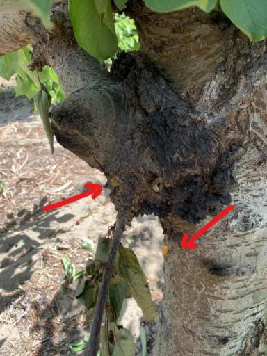 Бактериальный рак черешни