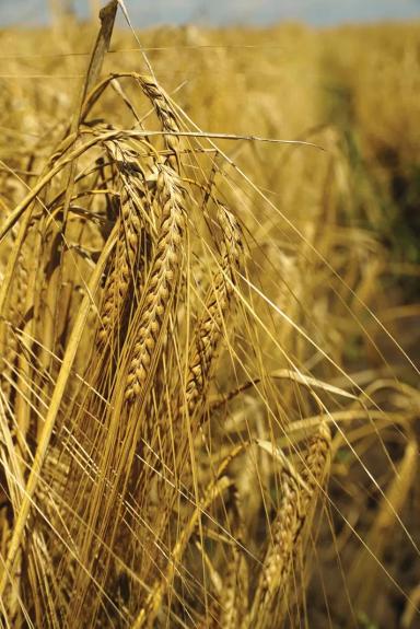 Формула 1 (FORMULA 1)