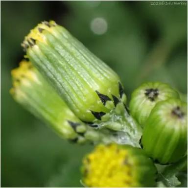 Крестовник обыкновенный