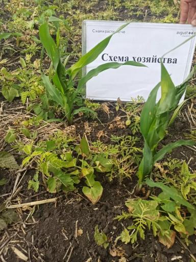 Качественные препараты-залог отличного урожая!