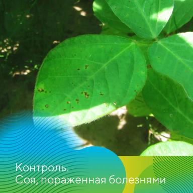 Фунгициды на сое