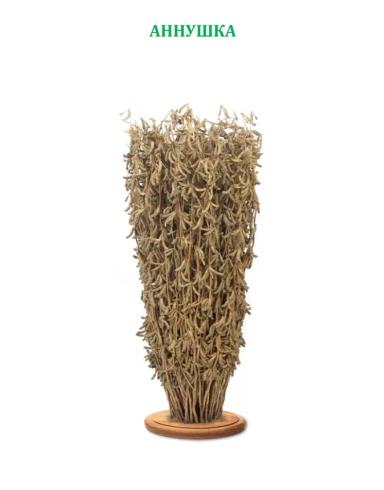 Сорта сои от Русской Генетики Аннушка