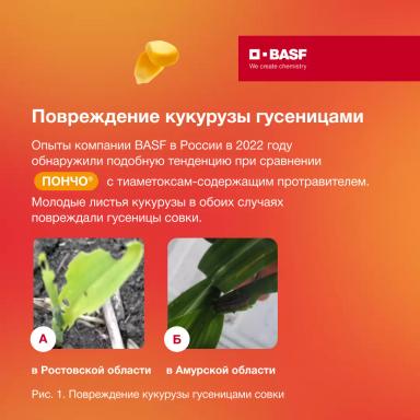 Защита кукурузы от совки на ранних фазах развития