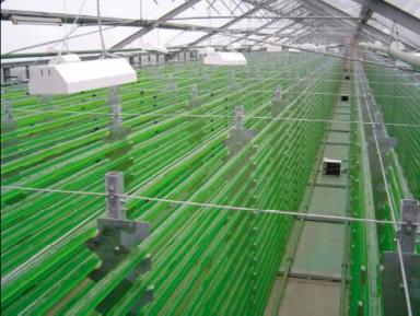 Почему Хлорелла не пользуются спросом в отечественном сельском хозяйстве?