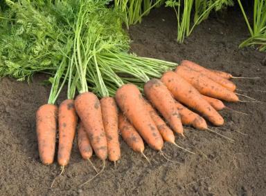 Купар F1 (CUPAR)