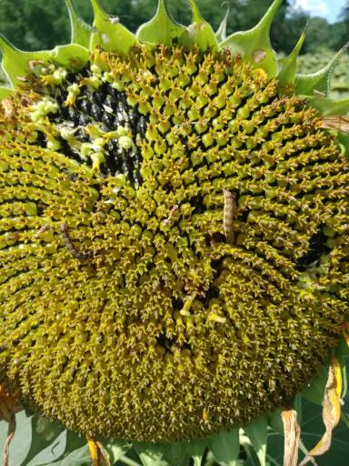 Вопросы из чатов: чем провести обработку?