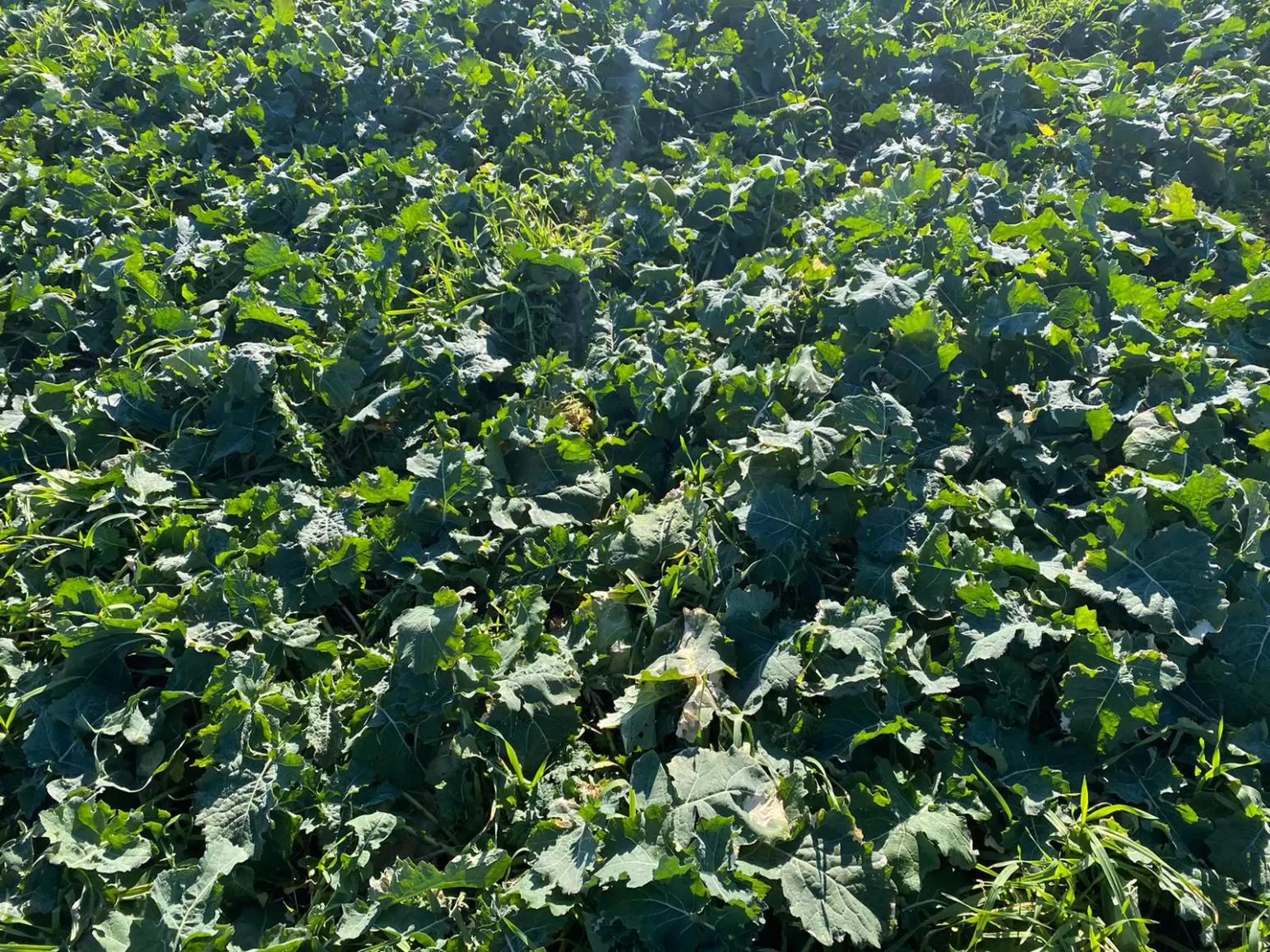 Рапс по технологии MZURI PRO-TILL