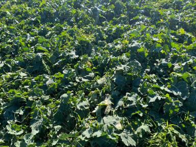 Рапс по технологии MZURI PRO-TILL