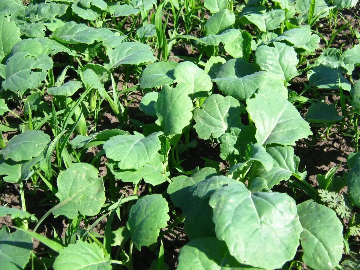 Применение инсектицидного протравителя Контадор Макси на рапсе