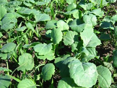 Применение инсектицидного протравителя Контадор Макси на рапсе