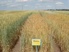 Ирень сорт мягкой яровой пшеницы