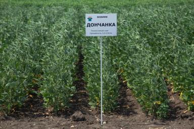 Сорта сои ФНЦ ВНИИМК им.В.С.Пустовойта