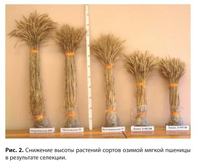 Результаты селекции озимой пшеницы ФИЦ “Немчиновка”