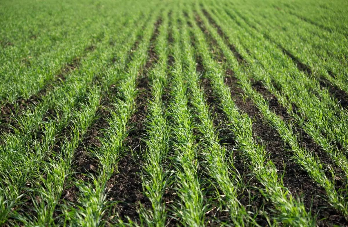 Вопросы для обсуждения: как работают препараты?