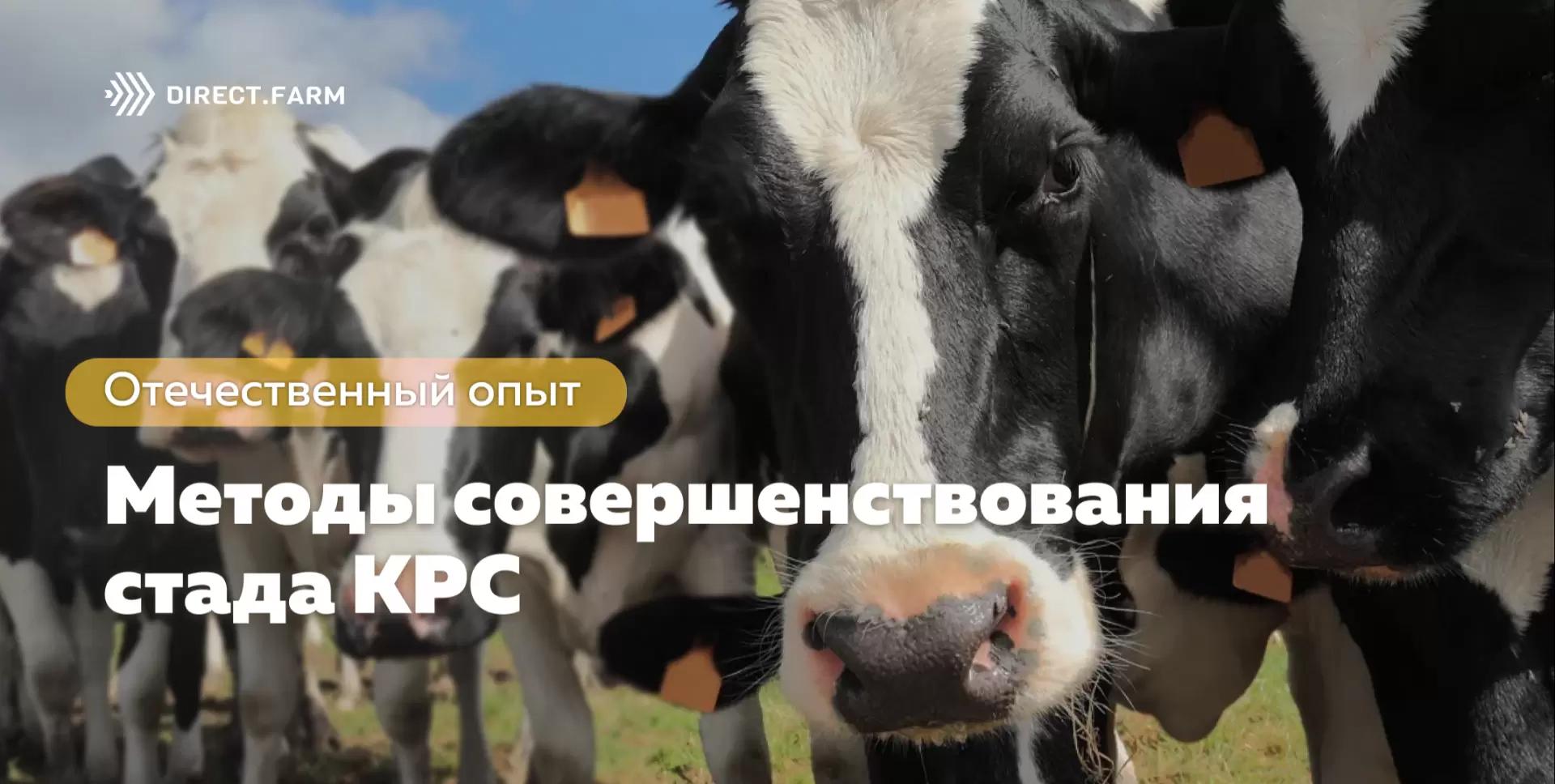 Параметры отбора коров в целях совершенствования продуктивных качеств стада