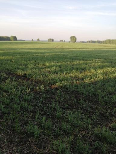 Эфективность Препарата ТОР