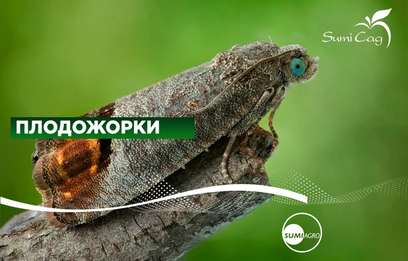 Защита сада от плодожорок при помощи препаратов компании SumiAgro.