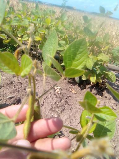 Соя в Кировской области