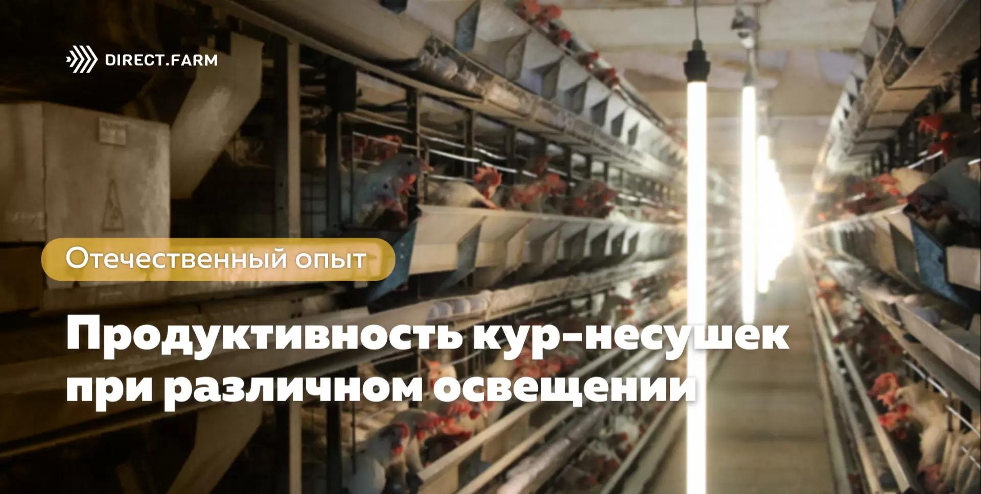 Жизнеспособность и продуктивность кур-несушек при различном освещении