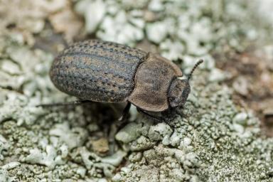 Песчаный медляк (ложнопроволочник)