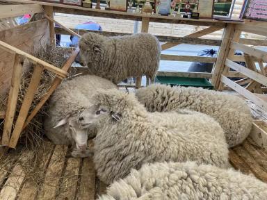 Советская мясошерстная порода овец 