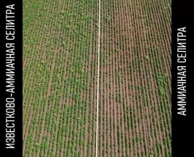 Известково-аммиачная селитра. Результаты опыта.