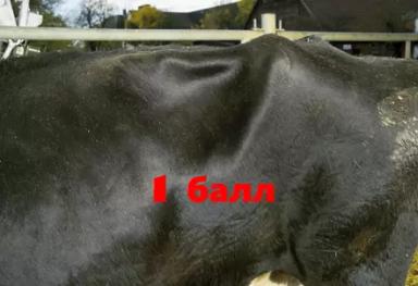 Балльная оценка наполненности рубца