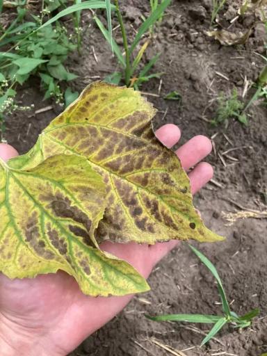 Поражение листьев подсолнечника