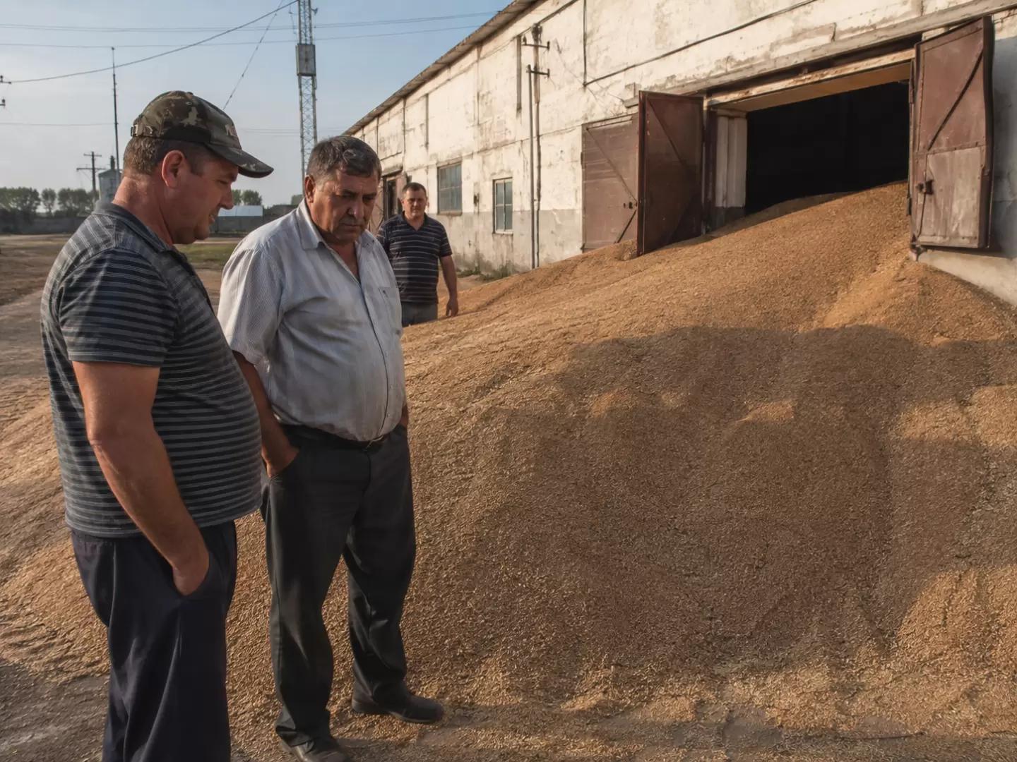 Зерно есть — продать некуда: пшеница в России падает ниже себестоимости