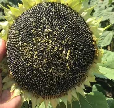 П 62 ЛЕ 122 -  гибрид подсолнечника Пионер