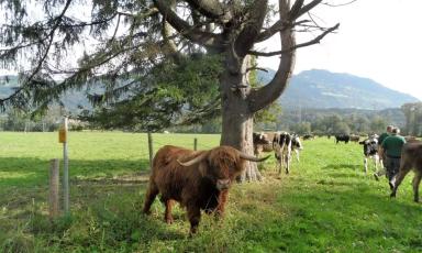 Порода коров хайленд