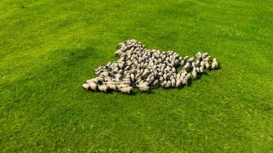 Романовская овца - разумное решение проблем на рынке мяса и мясных продуктов