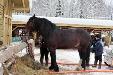 Владимирская тяжелоупряжная порода