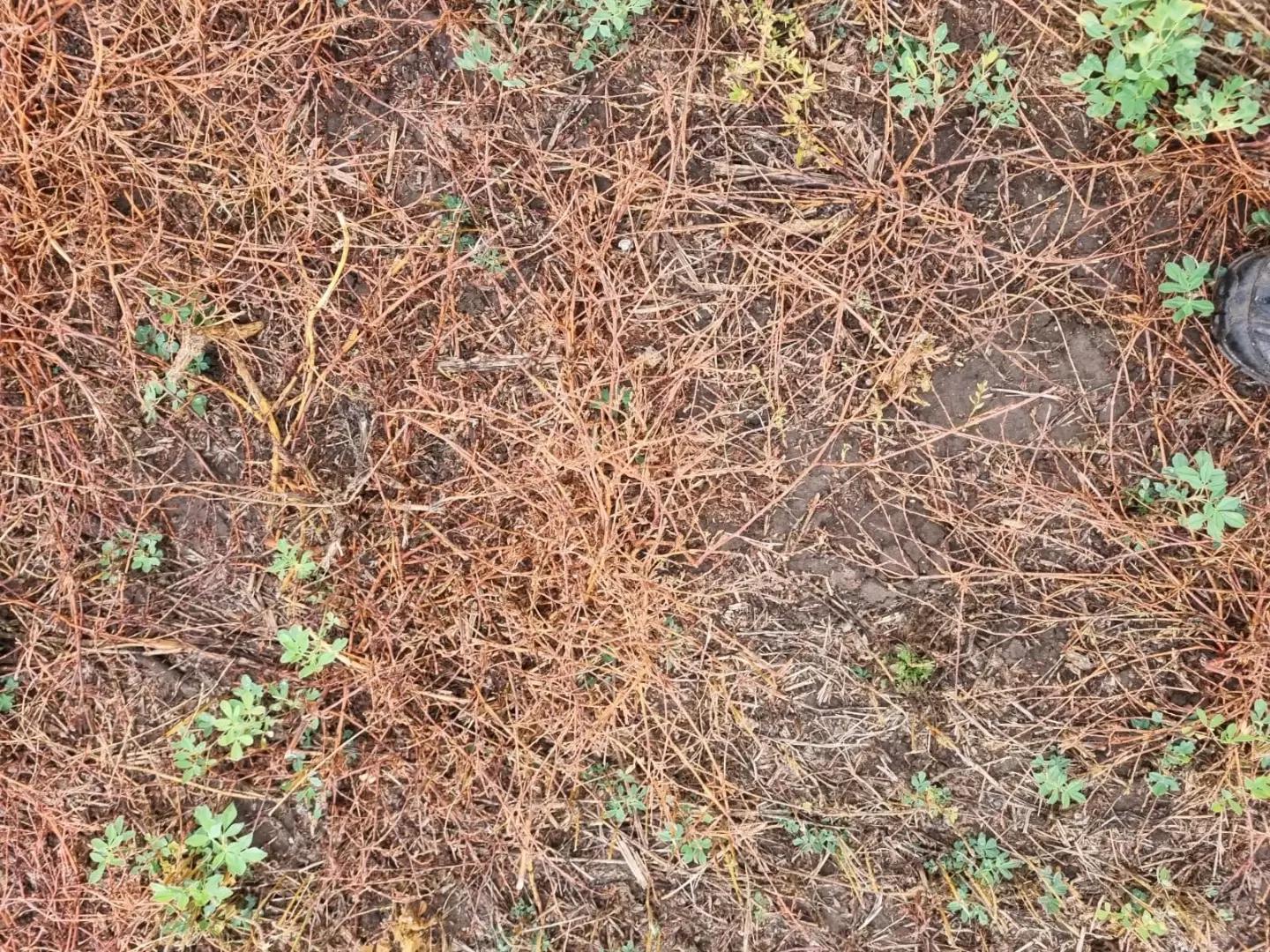 Вопросы из чатов: что это за сорняк?