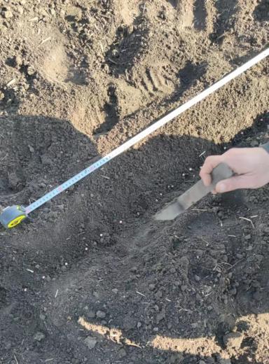 Качественные семена гороха высоких репродукций