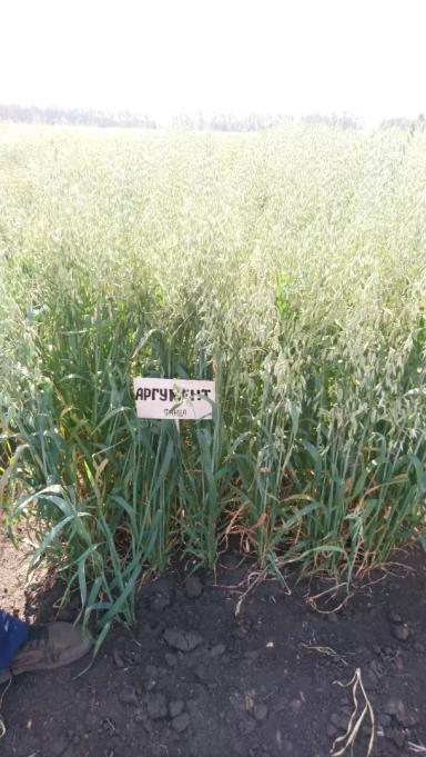 Аргумент сорт овса ярового