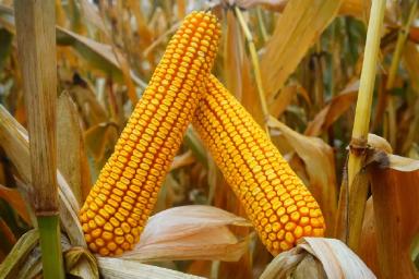 РЖТ Моторикс