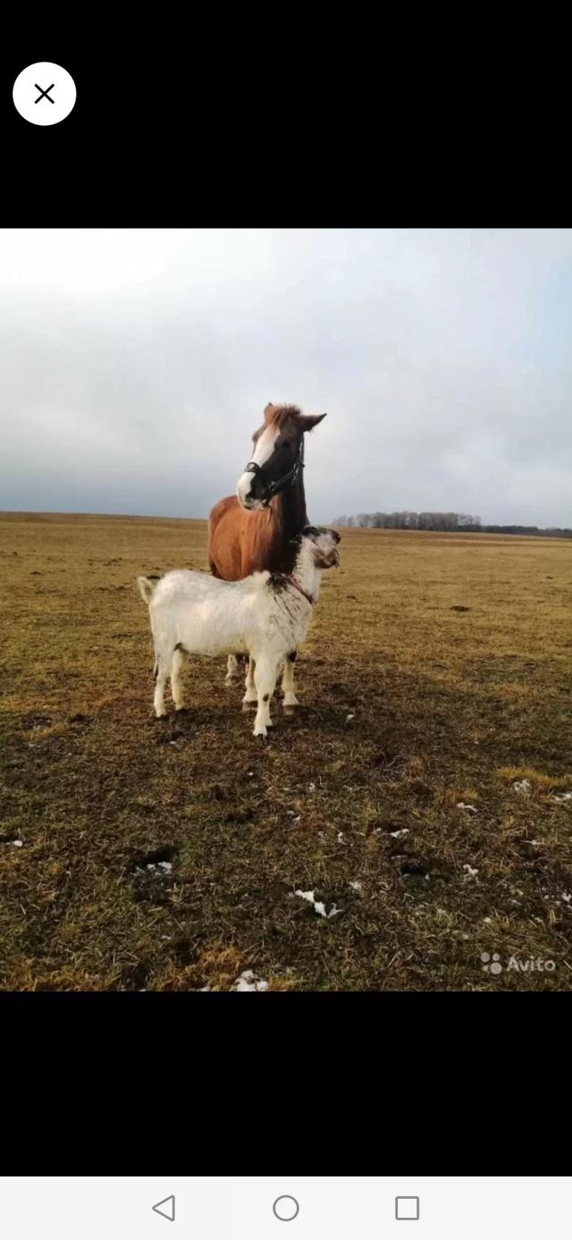 Продажа животных с фермы