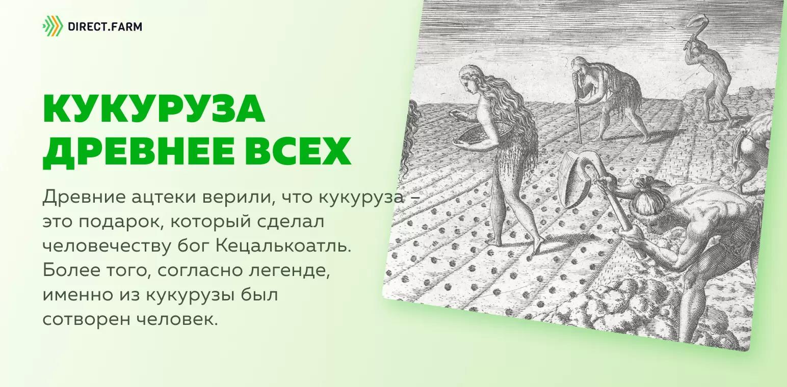 Кукуруза древнее всех