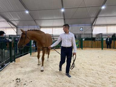 Донская порода лошадей